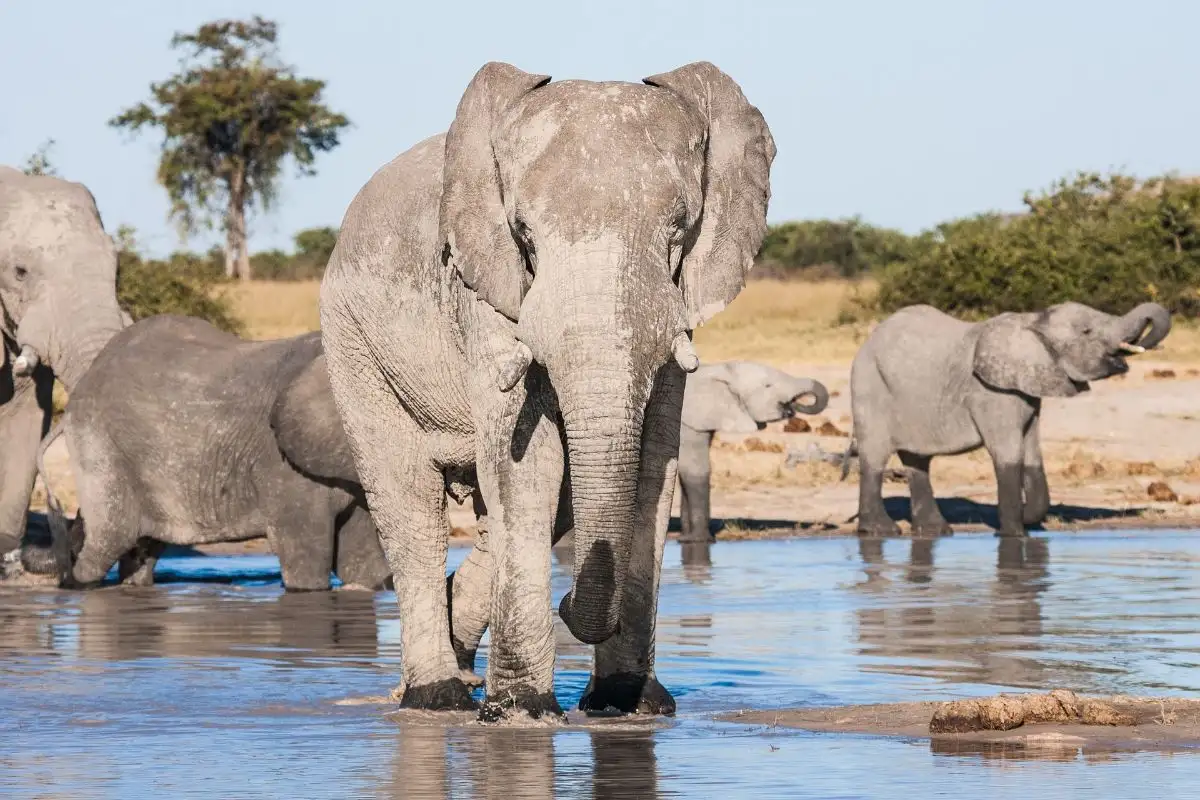 3-Day Chobe Safari at Chobe Safari Lodge